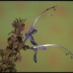 Trichostema lanatum Flor