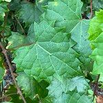 Vitis rotundifolia 葉