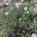 Cistus umbellatus Plante entière