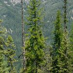 Larix occidentalis موطن