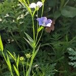 Linum bienne Natur