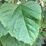 Clerodendrum chinense Leaf