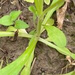 Valeriana dentata Blatt