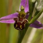 Ophrys apifera Blomst