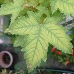 Acer glabrum List