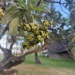 Heliotropium arboreum Blüte