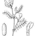 Astragalus baionensis Other
