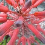 Aloe maculata Floro