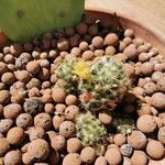 Mammillaria prolifera Квітка