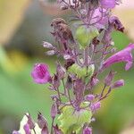 Lepechinia hastata Flor