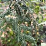 Dichrostachys cinerea Leaf