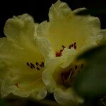 Rhododendron lacteum Kukka
