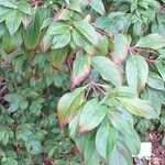 Cornus hongkongensis Blad