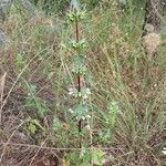 Lamium moschatum Habit