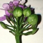 Iberis linifolia Mosusu