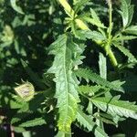 Hibiscus cannabinus Fuelha