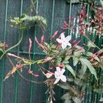 Jasminum polyanthum Flower