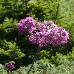 Adenostyles alpina Kwiat
