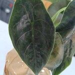 Alocasia azlanii List