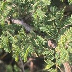Senegalia senegal Лист