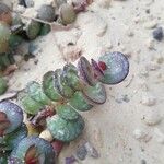 Adromischus subdistichus Leaf