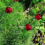 Paeonia tenuifolia Blatt