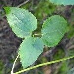 Clematis mauritiana Leaf