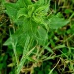 Hieracium sabaudum Leaf