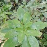 Alstroemeria psittacina Levél