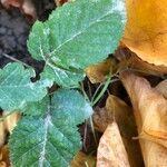 Rubus imbricatus Leaf