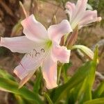 Crinum latifolium Blomma