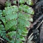 Polystichum polyblepharum Hoja
