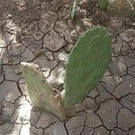 Opuntia stricta 果實