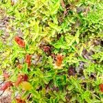Hypericum balearicum Hoja