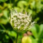 Astrantia carniolica 花