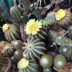 Parodia magnifica Кветка