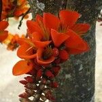 Erythrina edulis फूल