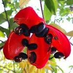 Sterculia monosperma 果實