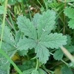 Potentilla reptans Blad