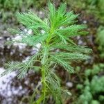 Myriophyllum aquaticum Fuelha