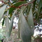 Hakea laurina Φύλλο