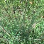 Juncus inflexus موطن
