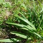 Liatris spicata Feuille