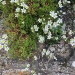 Saxifraga hypnoides Libunga