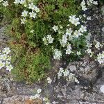 Saxifraga hypnoides Habitus