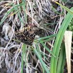 Carex parviflora Цвят