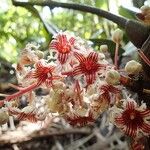 Acropogon macrocarpus 花