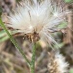 Cirsium tuberosum 果実