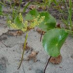 Hydrocotyle bonariensis Leaf