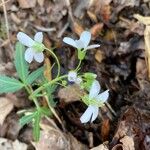 Cardamine concatenata 葉